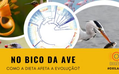 #76 Oxilab: Aves que comem de tudo: um ralo na evolução