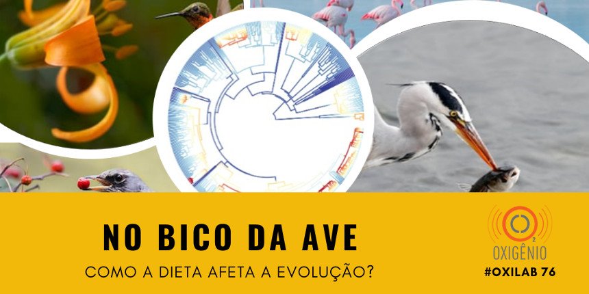 #76 Oxilab: Aves que comem de tudo: um ralo na evolução