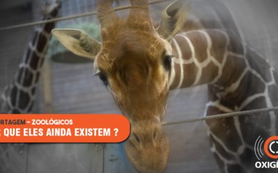 Zoológicos: por que eles ainda existem? (parte I)