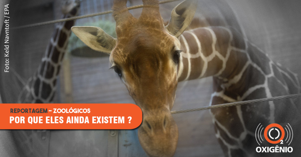 Zoológicos: por que eles ainda existem? (parte I)