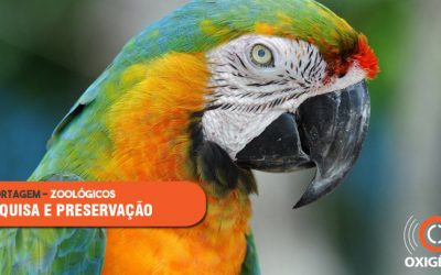 Importância dos zoológicos para a pesquisa e preservação (parte II)