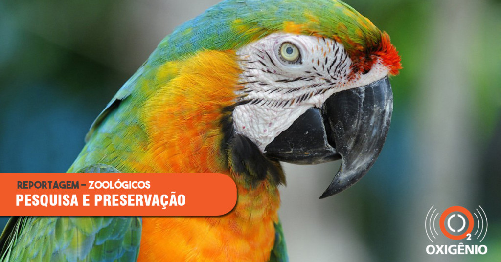 Importância dos zoológicos para a pesquisa e preservação (parte II)