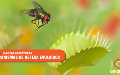 A evolução dos mecanismos de defesa das plantas carnívoras.