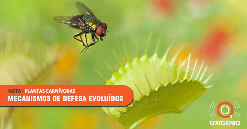 A evolução dos mecanismos de defesa das plantas carnívoras.