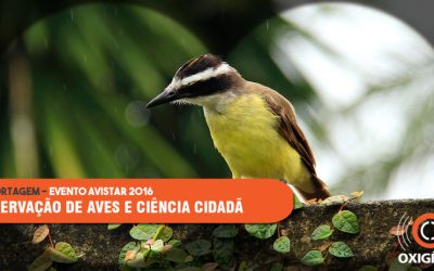 Observação das aves une amadores e especialistas na conservação das espécies.