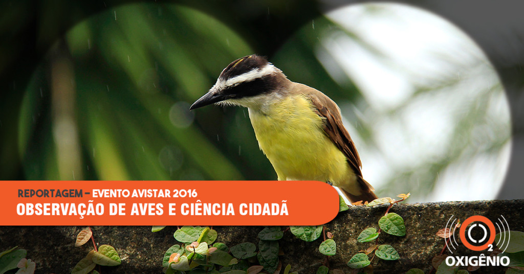 Observação das aves une amadores e especialistas na conservação das espécies.