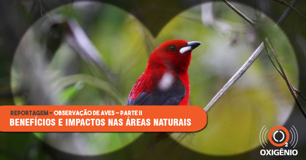 Observação de aves em unidades de conservação: benefícios e impactos potenciais