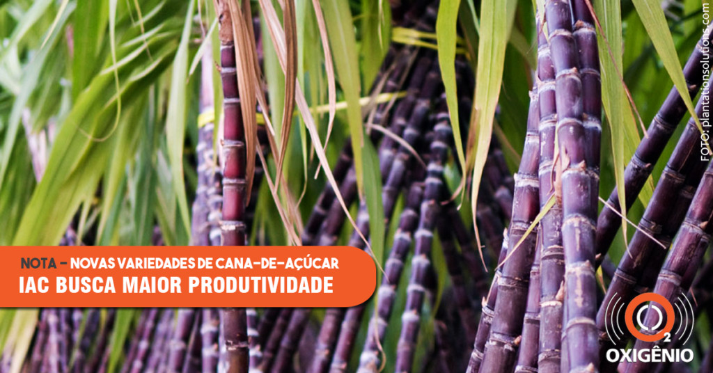 Instituto Agronômico de Campinas lança duas novas variedades de cana-de-açúcar