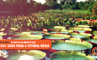 Vitória-régia apresenta usos alimentícios