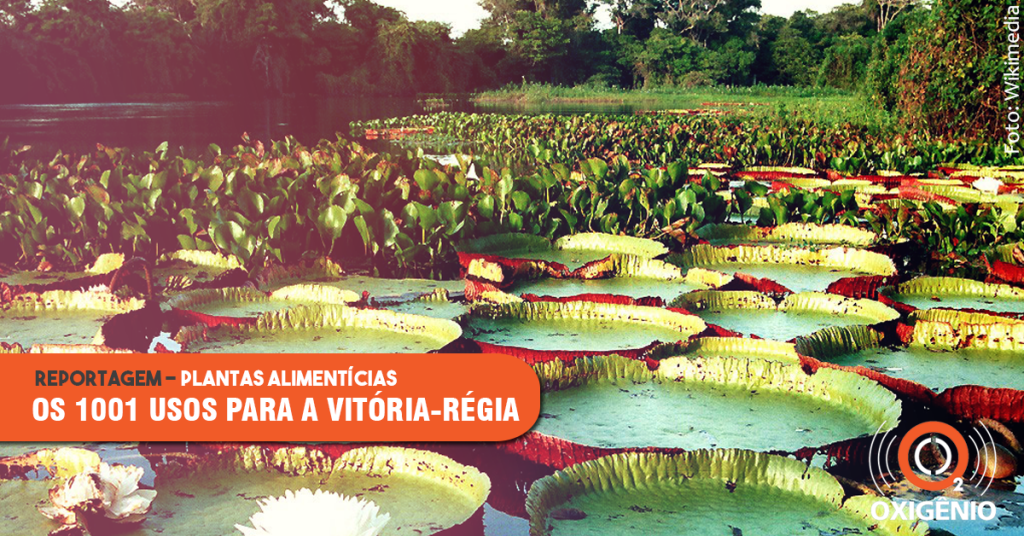 Vitória-régia apresenta usos alimentícios