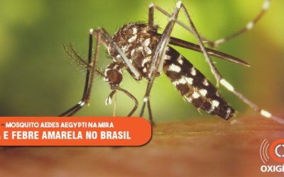 Mosquitos e doenças: estudos avançam em conhecimento