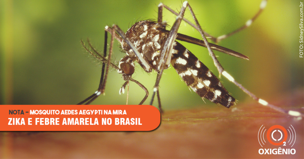 Mosquitos e doenças: estudos avançam em conhecimento