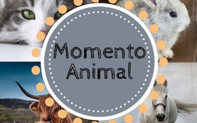 Momento Animal