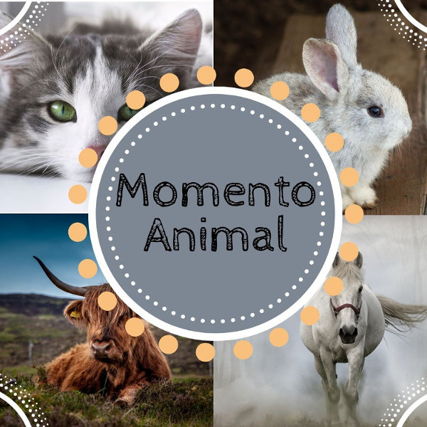 Momento Animal